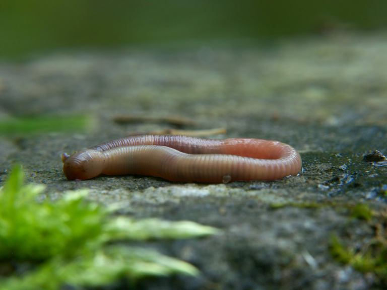 Earthworm