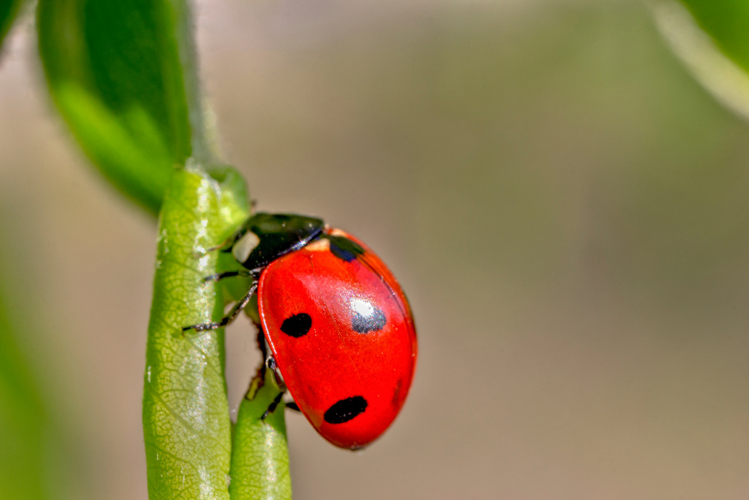 ladybug