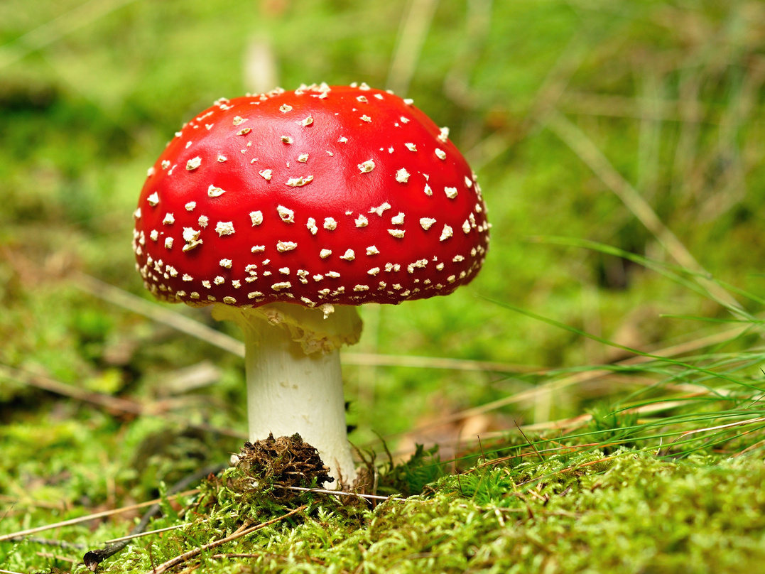 Amanita muscaria